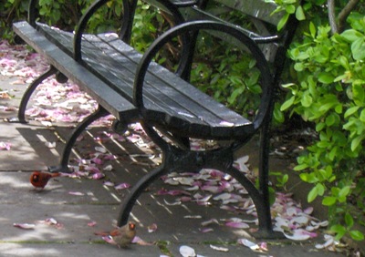 Cardinal birds in Central Park