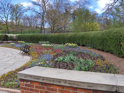 Pansies blooming in Central Park