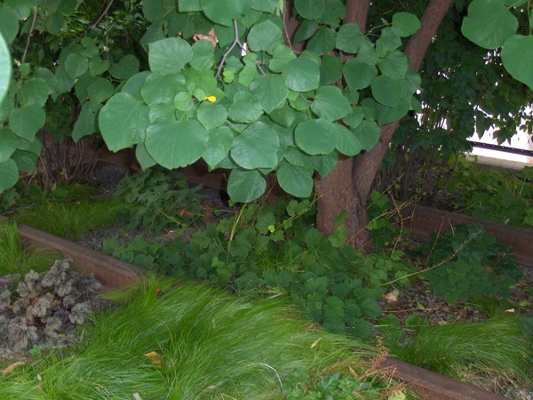 Plants growing among the railroad tracks on the High Line