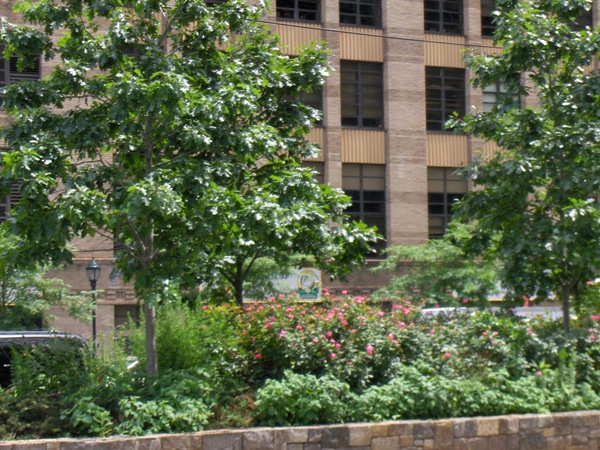 Roses in the median of West Street, NYC